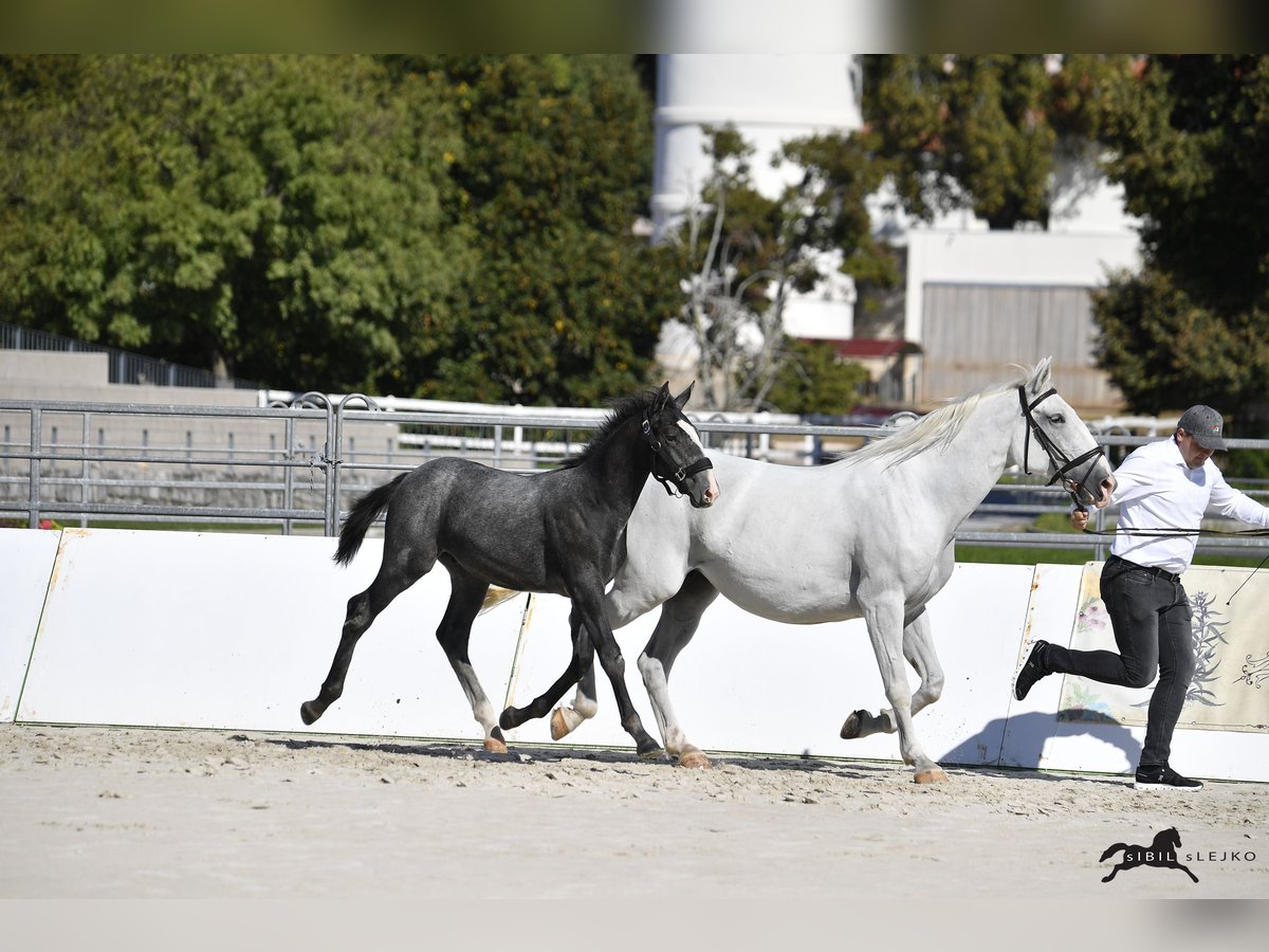 Lipizzaner Stallion Foal (04/2025) 15,2 hh Grey in Slovenske Konjice