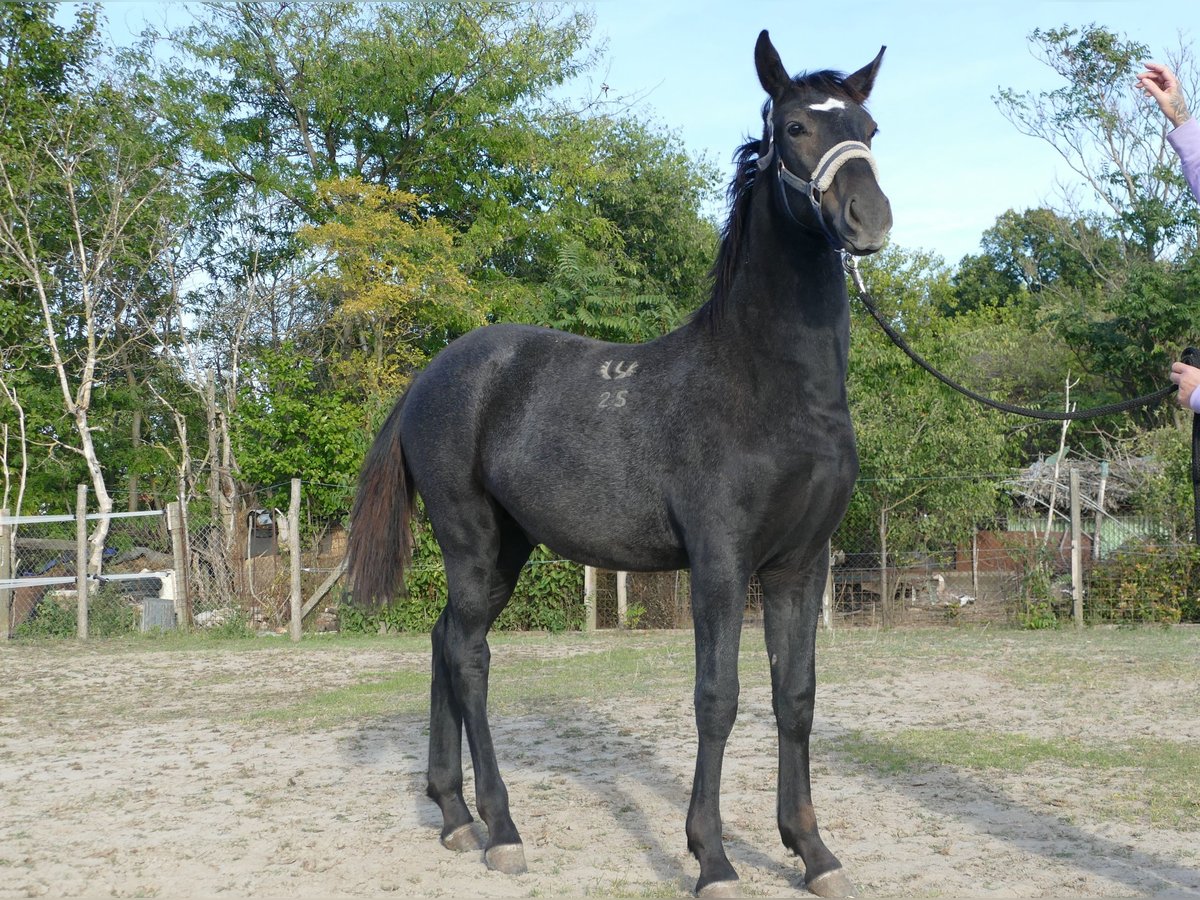 Lipizzaner Stallion Foal (02/2025) Can be white in F&#xFC;l&#xF6;psz&#xE1;llas