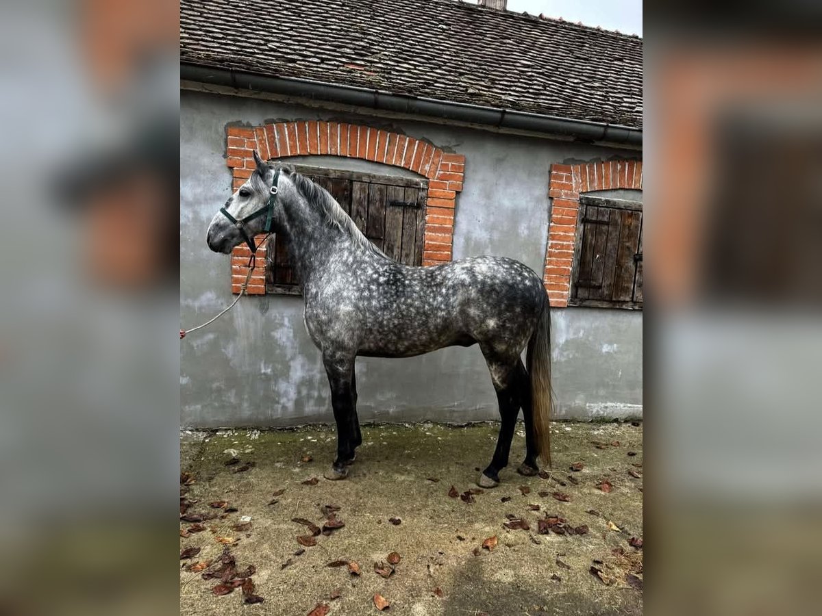 Lipizzaner Stallion Grey-Dapple in Vladislavci Lipizzaner Stallion Grey-Dapple in Vladislavci