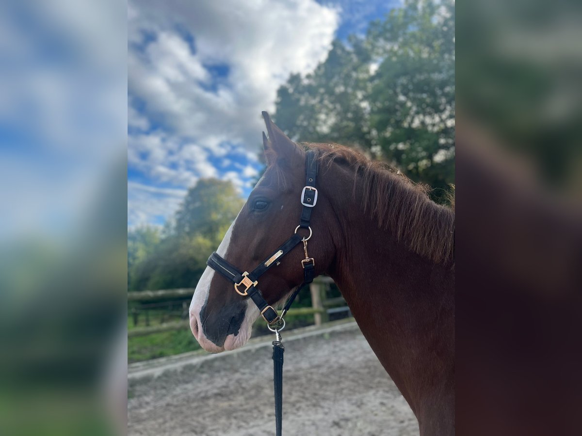 Lipizzaner Blandning Sto 10 år 164 cm Fux in Hünxe