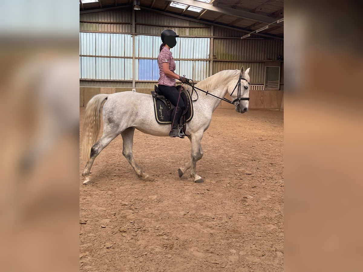 Lipizzaner Mix Stute 10 Jahre 157 cm Schimmel in Kalletal