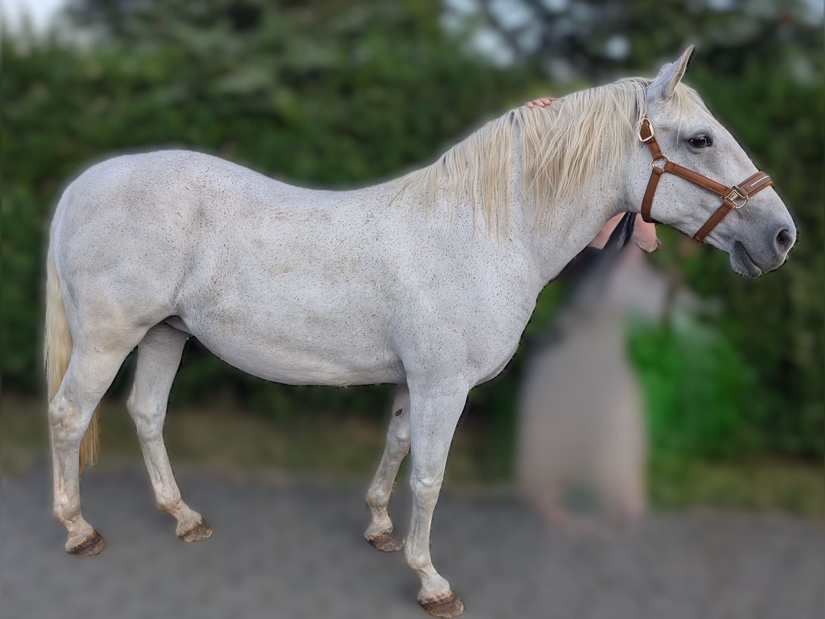 Lipizzaner Stute 14 Jahre 150 cm Schimmel in Berg