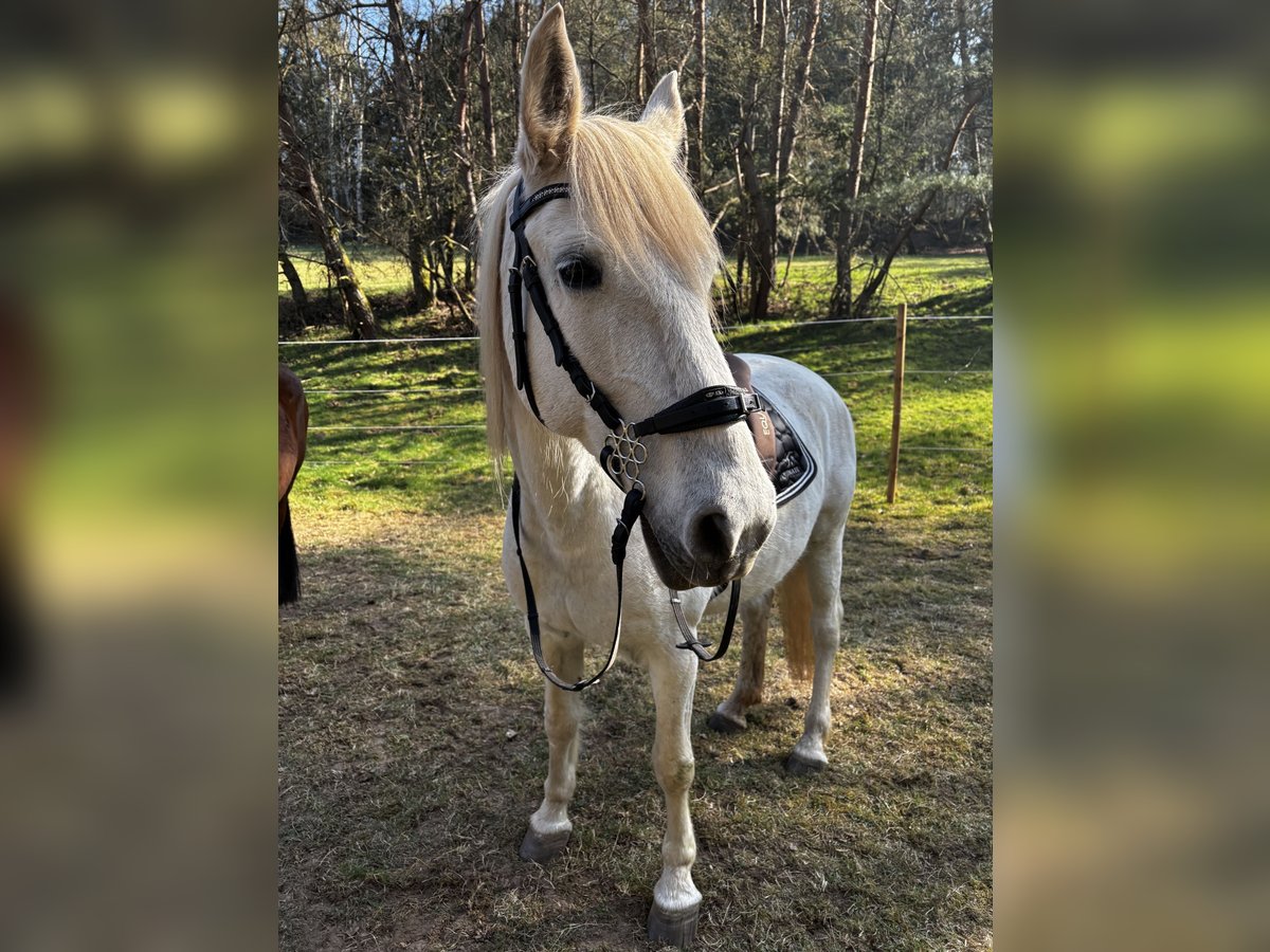Lipizzaner Stute 15 Jahre 155 cm Schimmel in Pirmasens Lipizzaner Stute 15 Jahre 155 cm Schimmel in Pirmasens