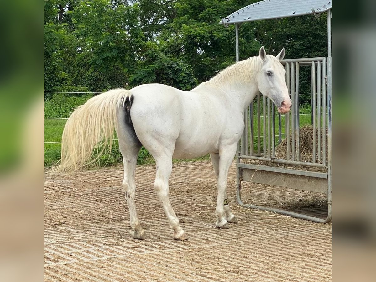 Lipizzaner Stute 18 Jahre 152 cm Schimmel in Neulengbach