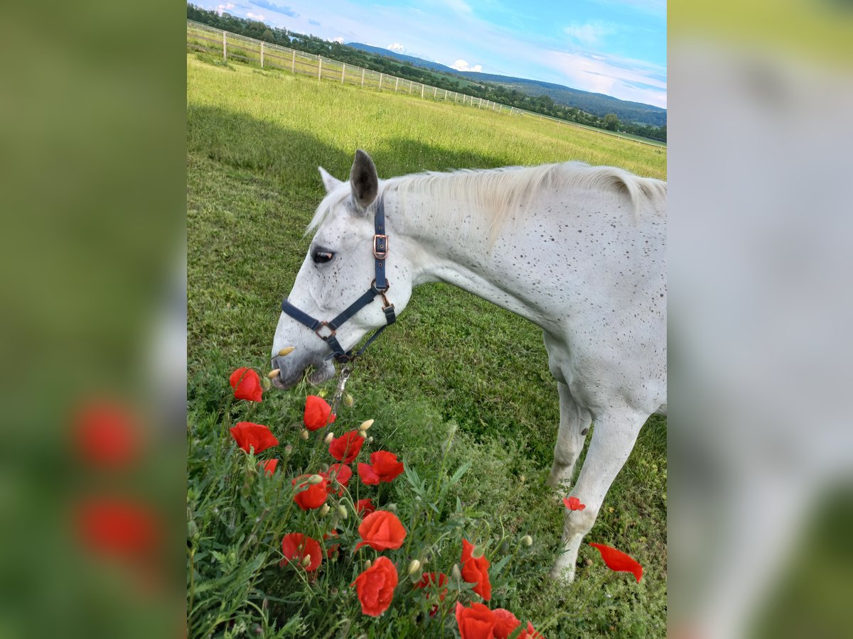 Lipizzaner Stute 19 Jahre 150 cm Schimmel in Mannersdorf an der Leitha
