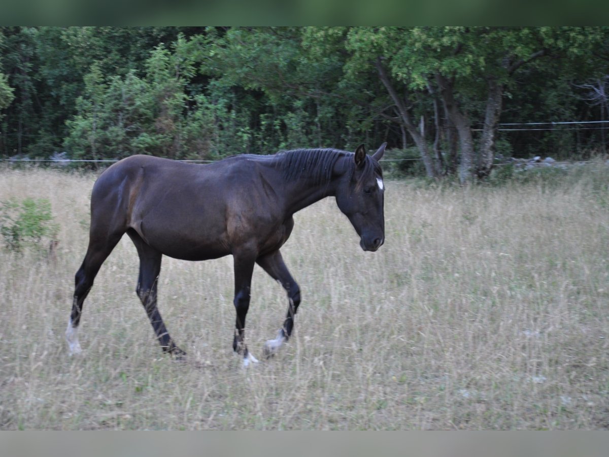 Lipizzaner Stute 1 Jahr 155 cm Dunkelbrauner in KOZINA