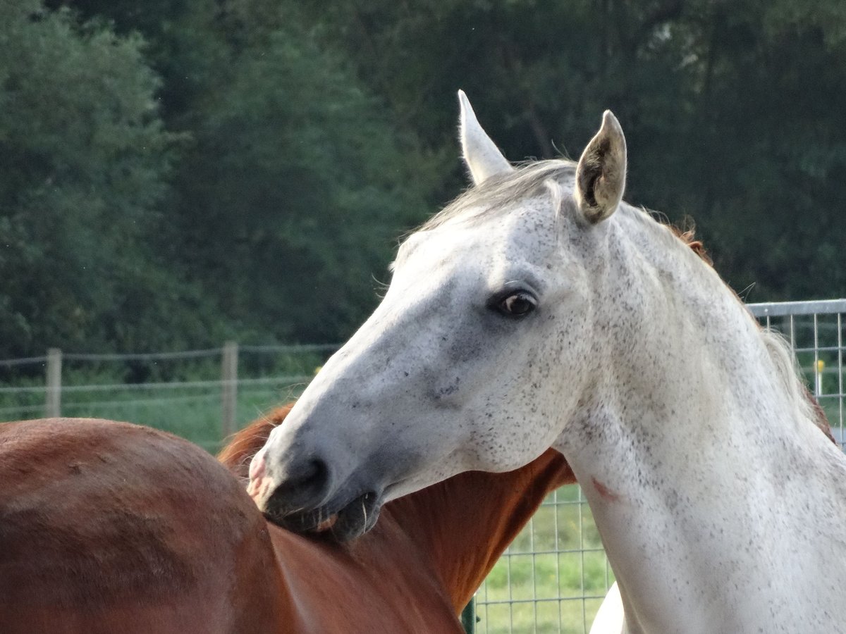 Lipizzaner Stute 20 Jahre 156 cm Schimmel in Dechantskirchen