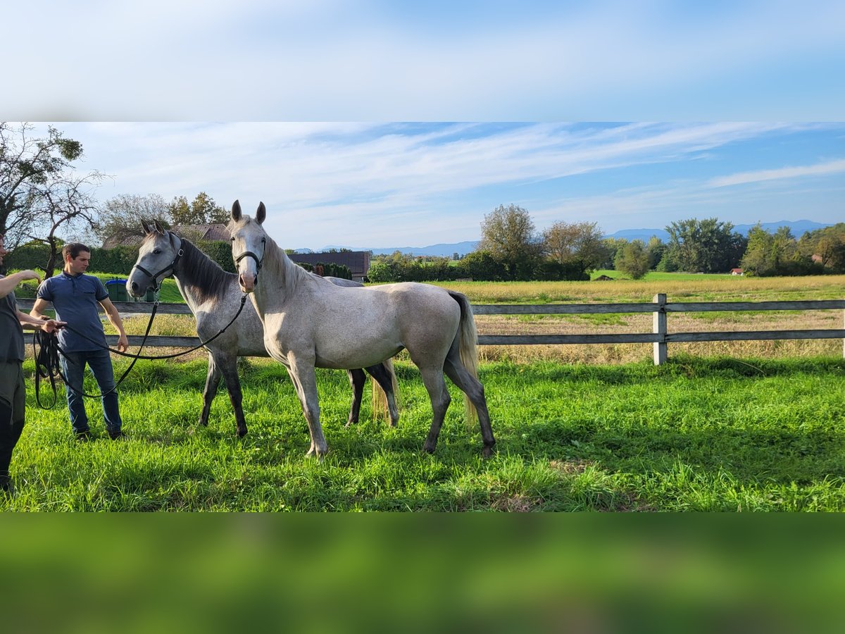 Lipizzaner Stute 2 Jahre 156 cm Schimmel in Šentjernej