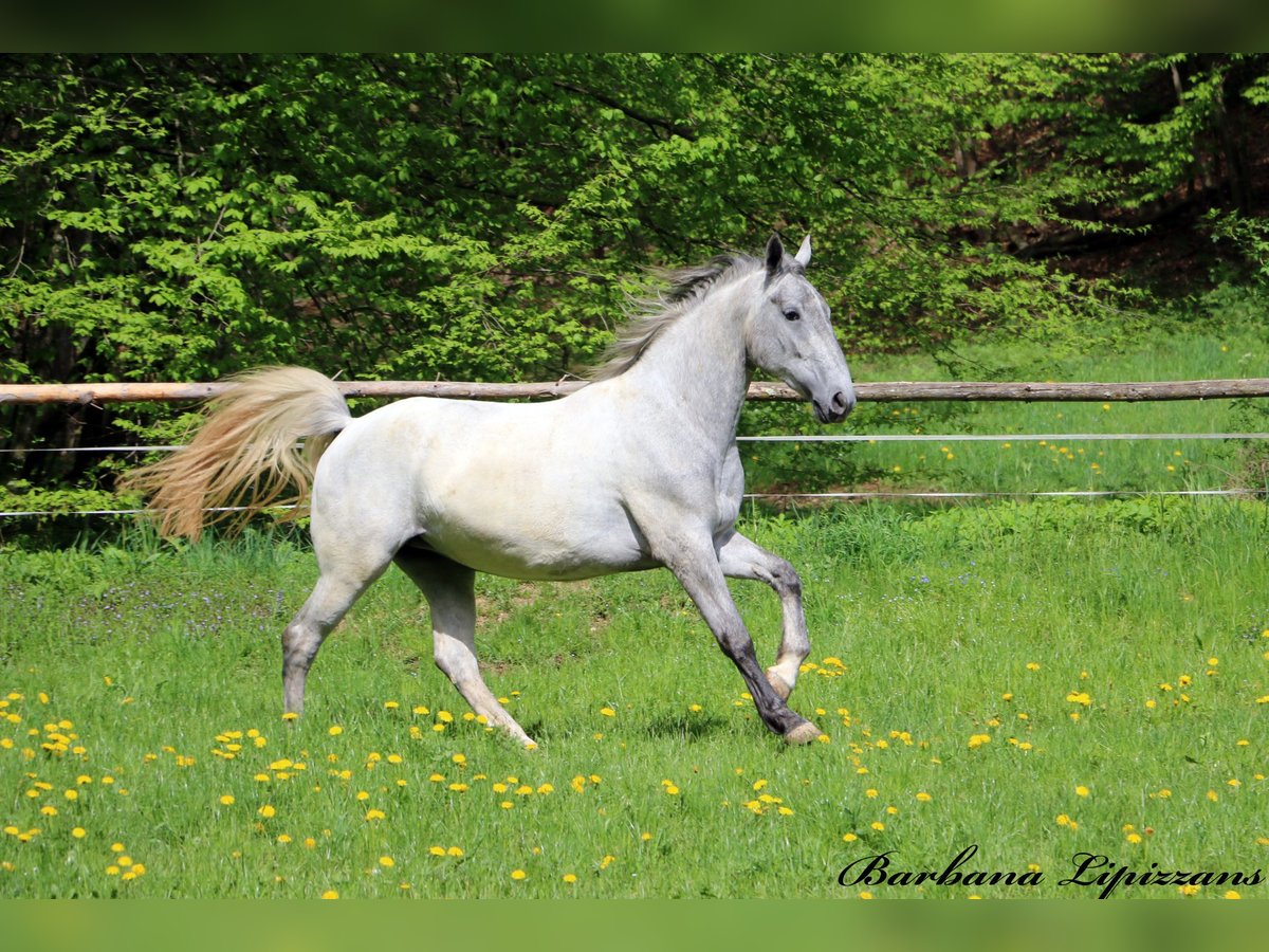 Lipizzaner Stute 3 Jahre 162 cm Schimmel in radovljica
