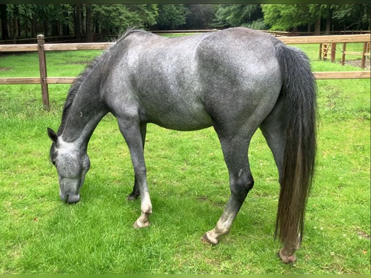 Lipizzaner Stute 4 Jahre 150 cm Blauschimmel in Aalter