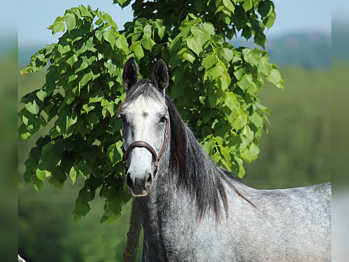 Lipizzaner Stute 4 Jahre 155 cm Schimmel in Trnovska as