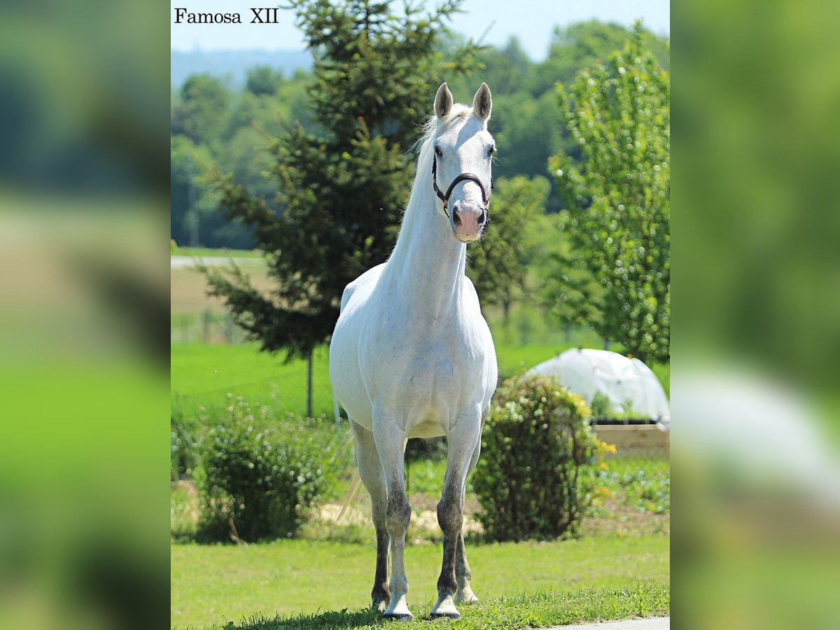 Lipizzaner Stute 5 Jahre 160 cm Schimmel in Trnovska vas