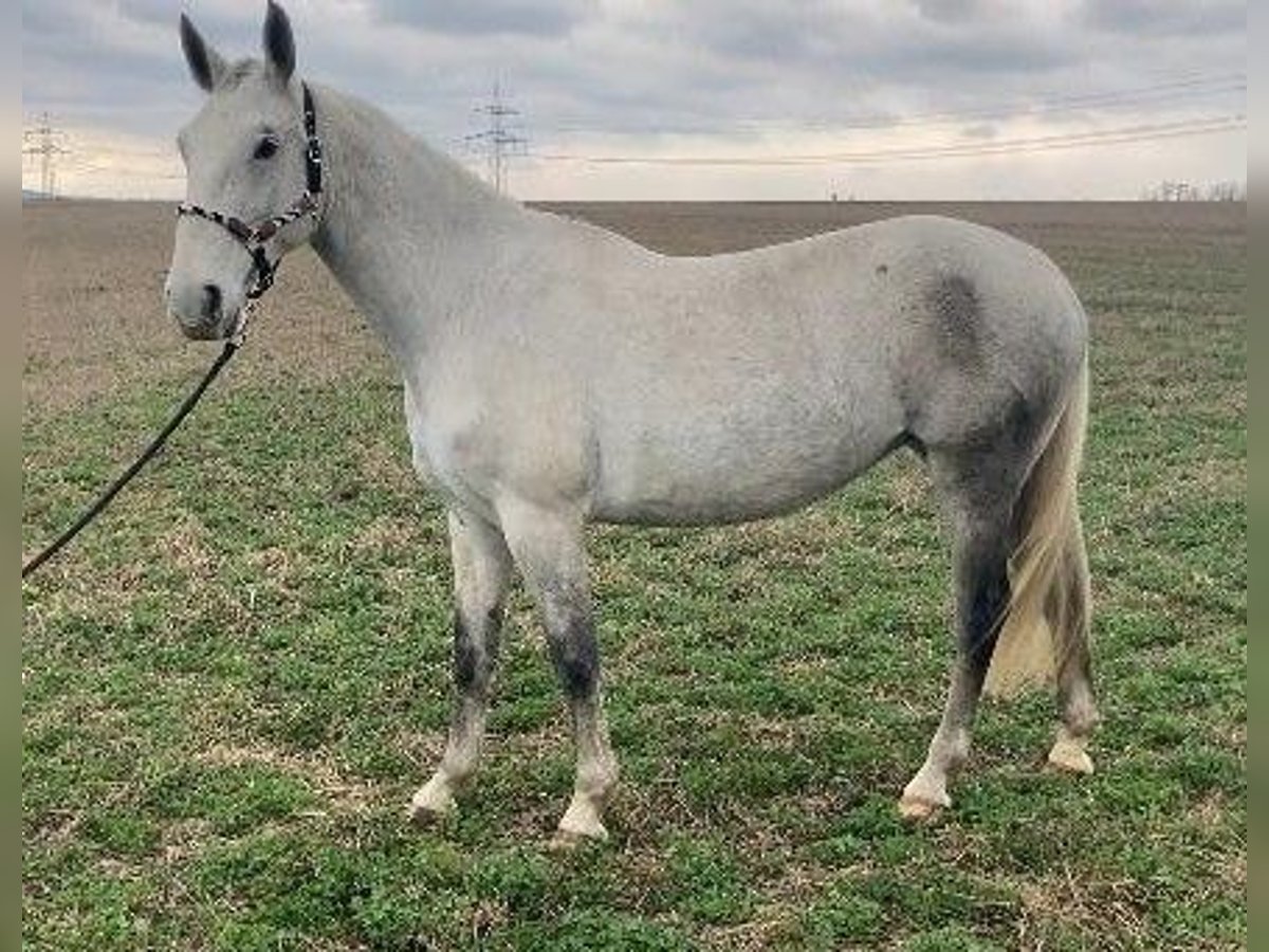 Lipizzaner Stute 6 Jahre 160 cm in Steinbrunn