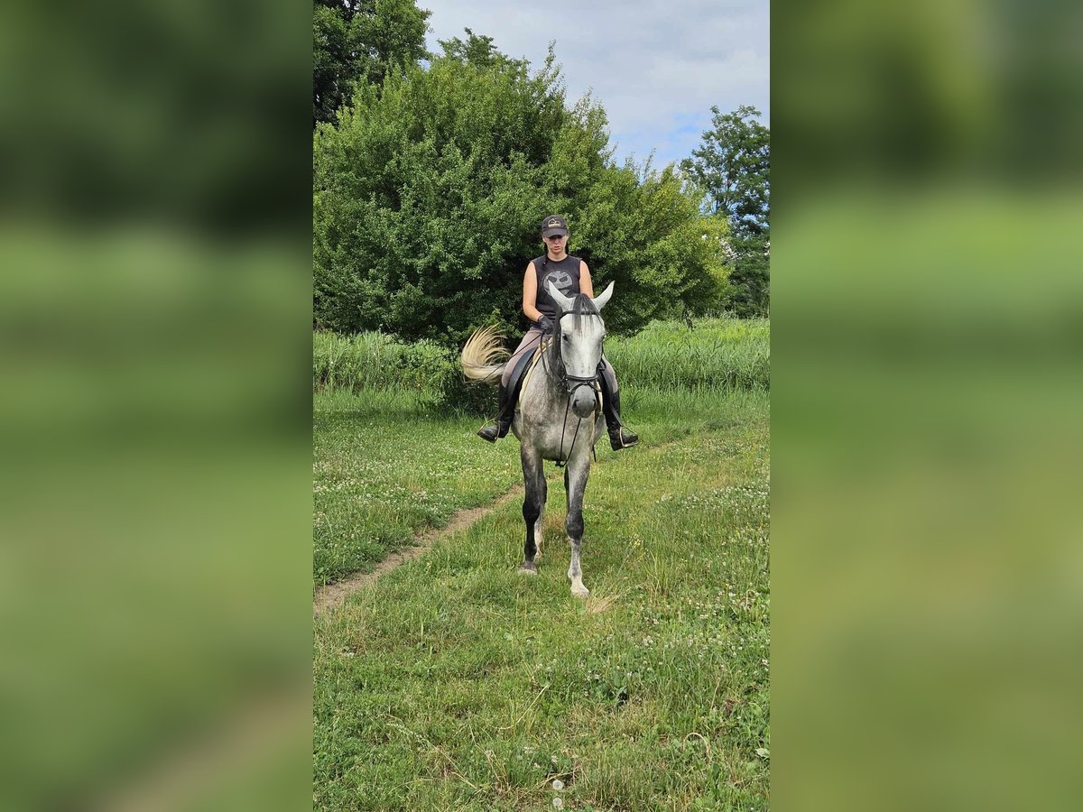 Lipizzaner Stute 6 Jahre 168 cm Schimmel in Gross St Florian