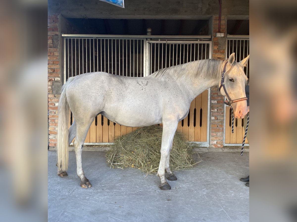 Lipizzaner Stute 7 Jahre 158 cm Fliegenschimmel in Szatymaz, Csongr&#xE1;d-Csan&#xE1;d county