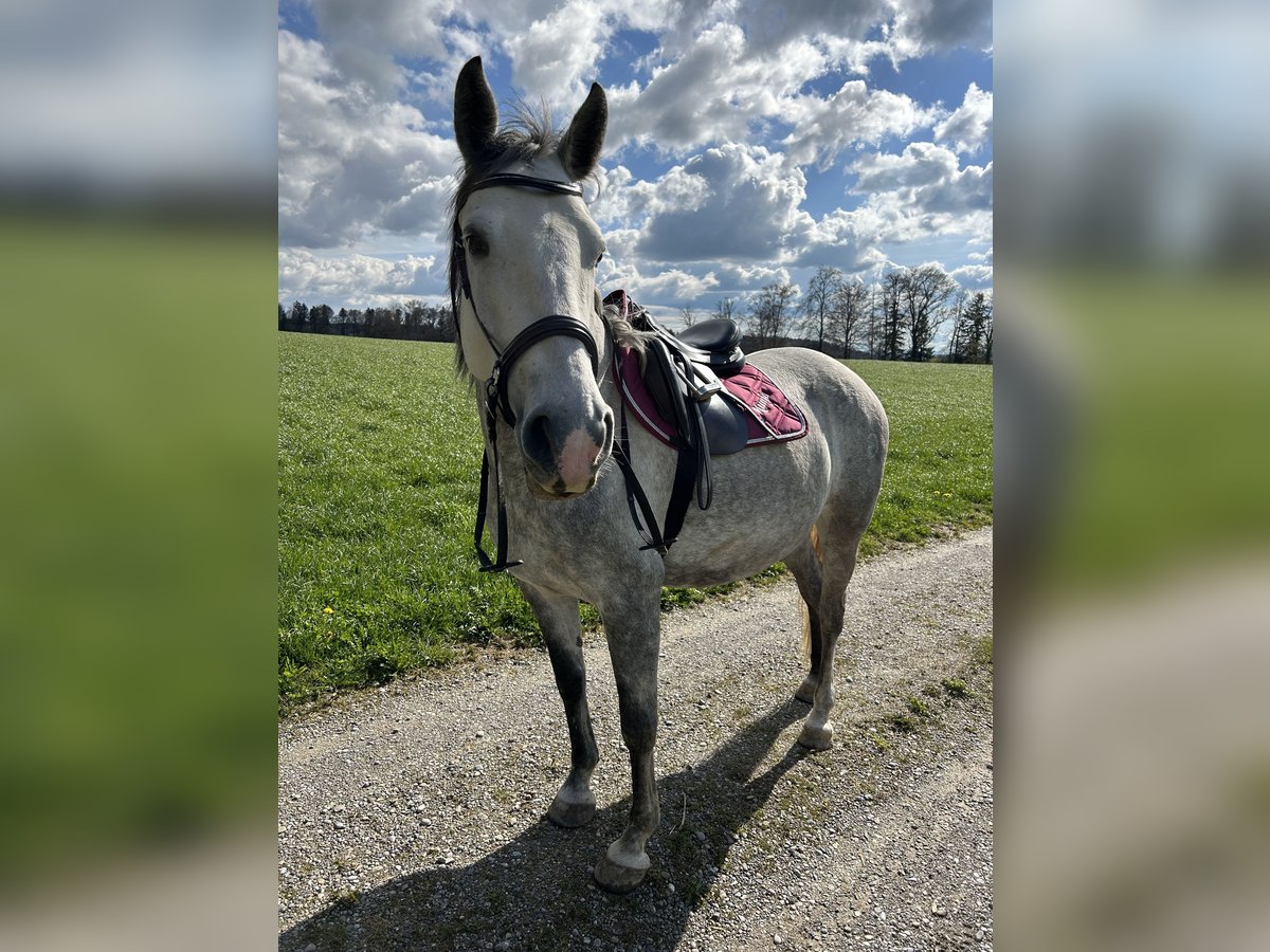Lipizzaner Stute 9 Jahre 156 cm Apfelschimmel in Weisslingen