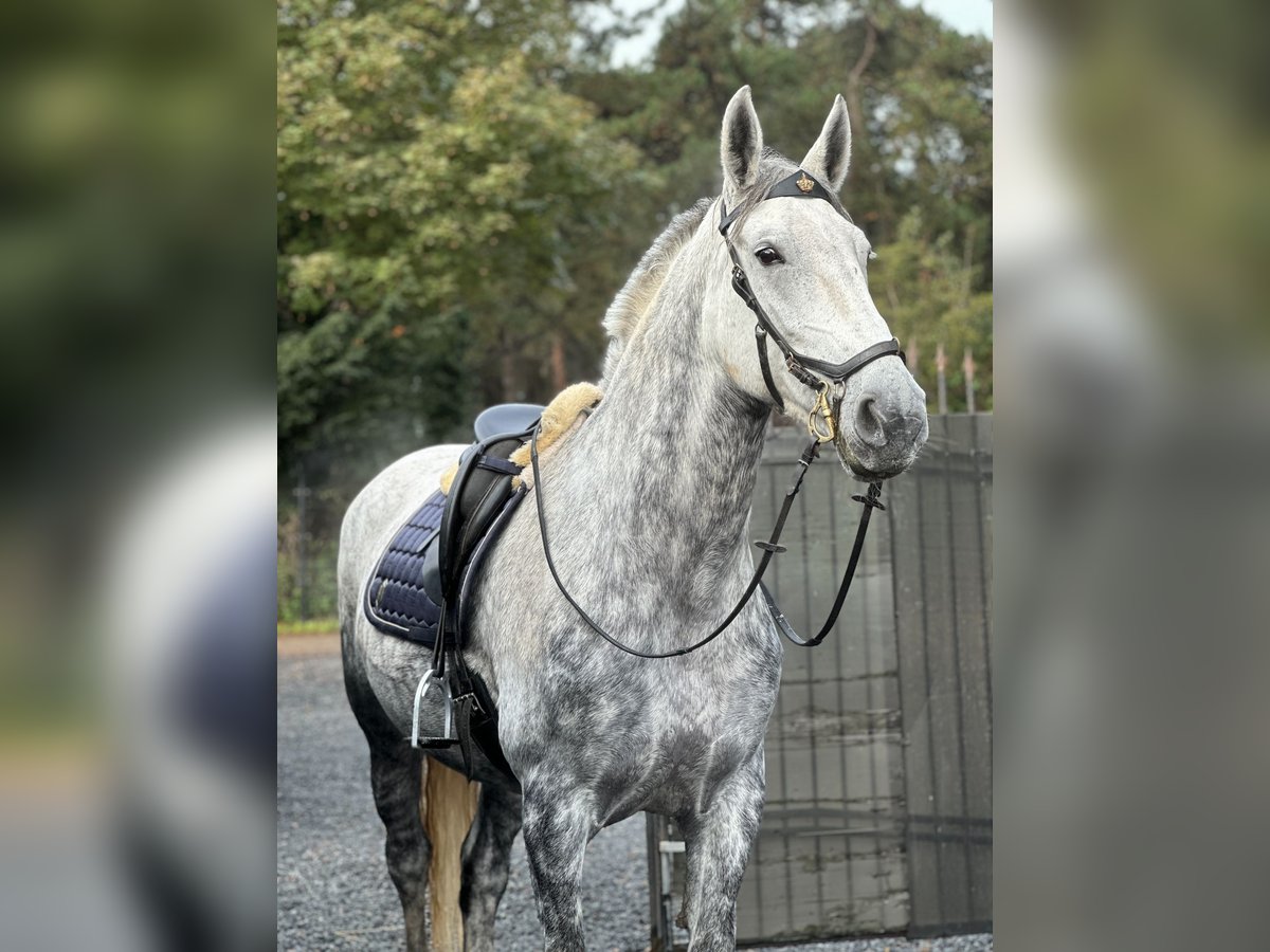 Lipizzaner Mix Stute 9 Jahre 175 cm Apfelschimmel in Dieren