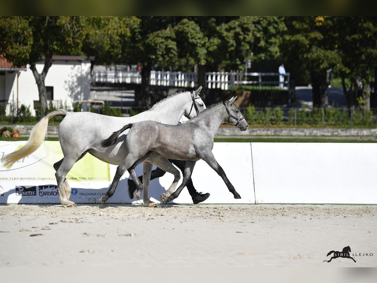 Lipizzaner Stute Fohlen (05/2025) 158 cm Schimmel in Radovljica