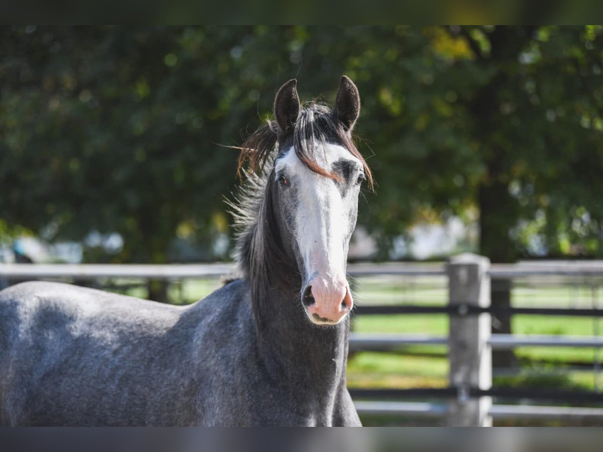 Lipizzaner Valack 2 år 150 cm Grå in reutte