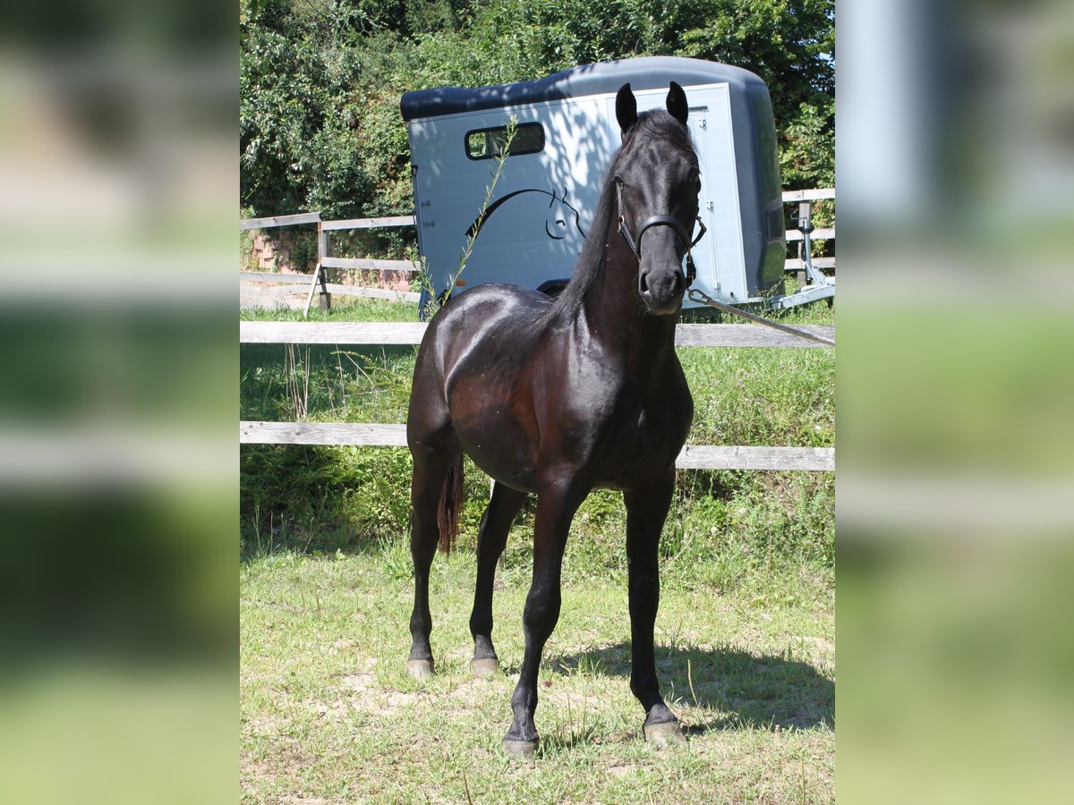 Lipizzaner Valack 2 år 155 cm Svart in Ptuj