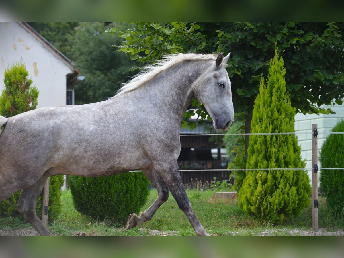 Lipizzaner Valack 5 år 163 cm Grå in Ptuj