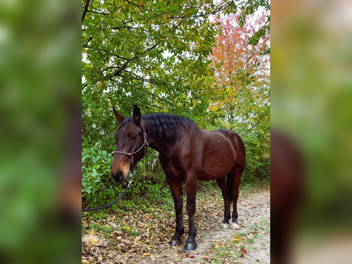 Lipizzaner Blandning Valack 5 år 165 cm Brun in Steinbrunn