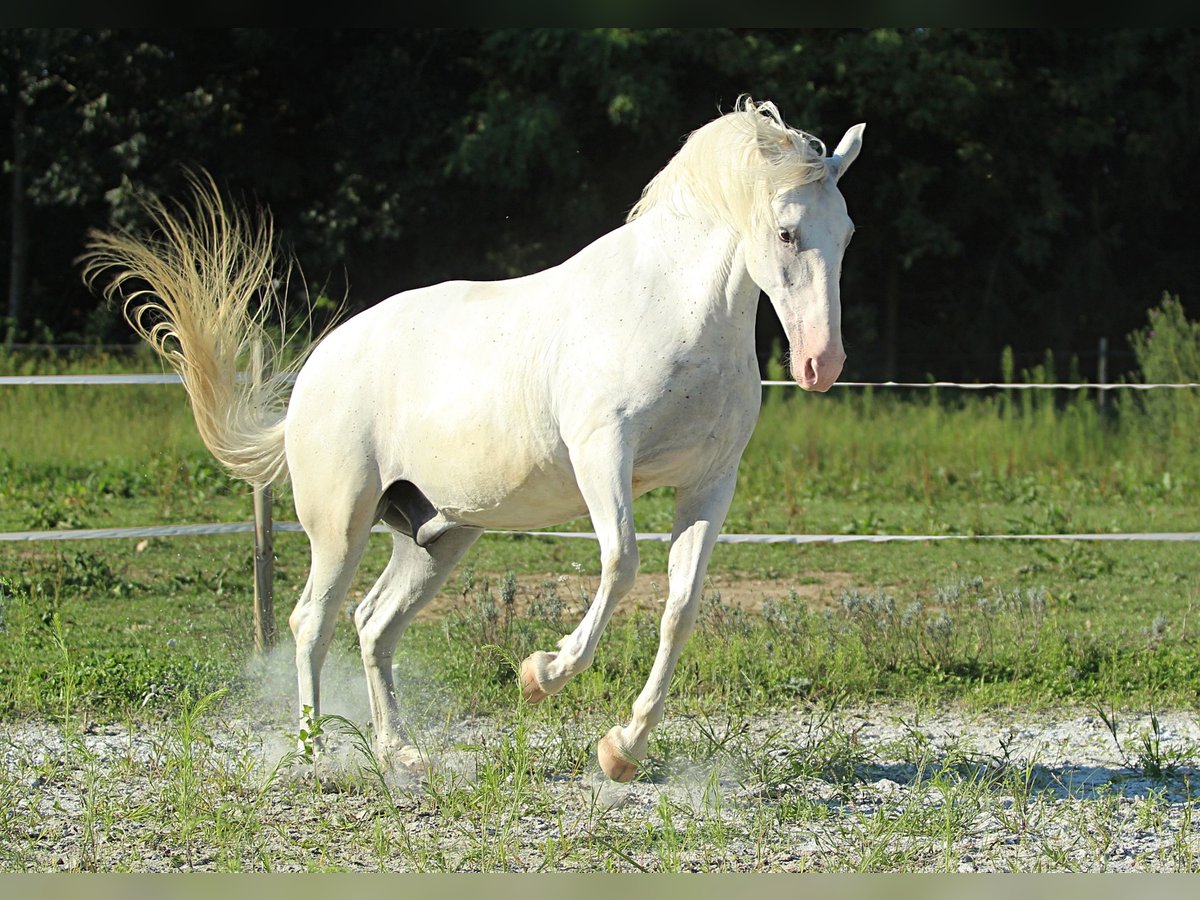 Lipizzaner Valack 6 år 163 cm Grå in Weitersfeld an der Mur