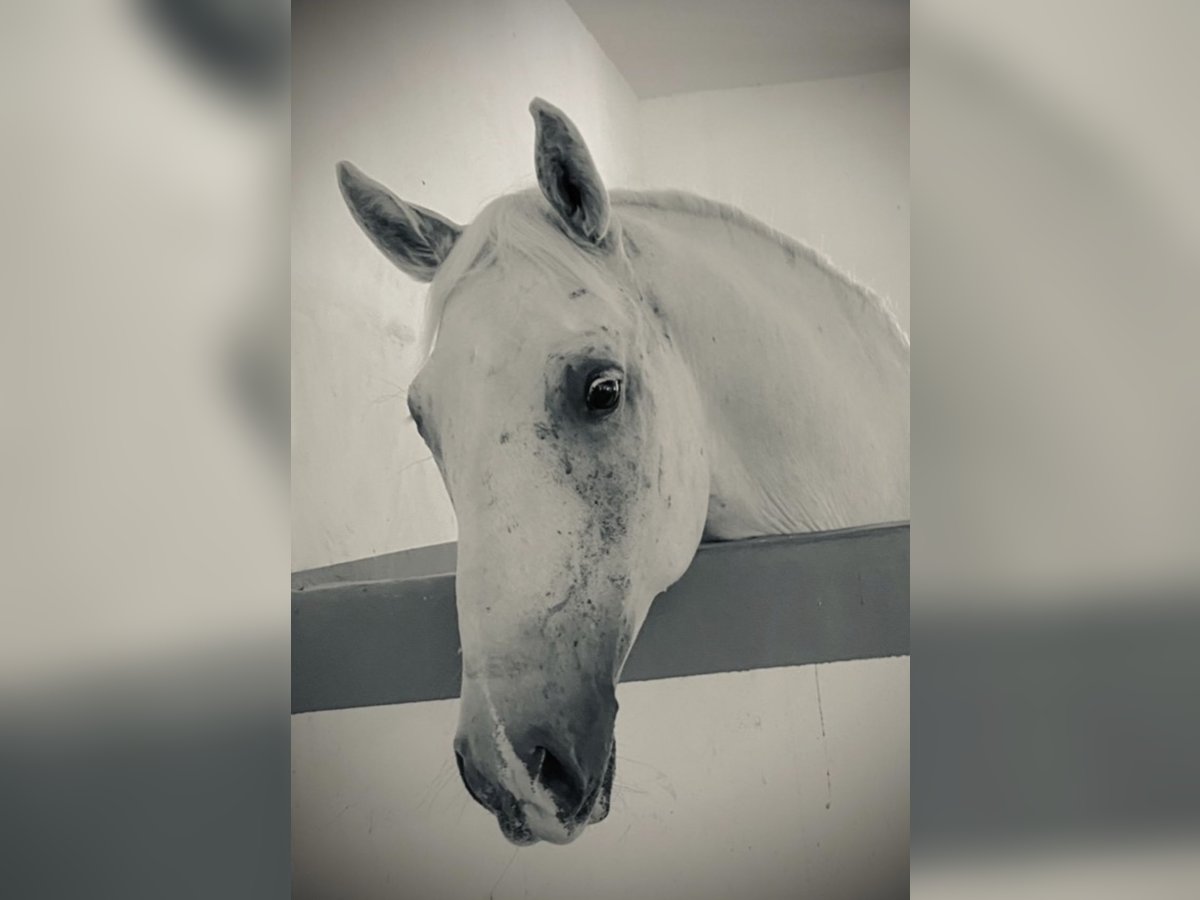Lipizzaner Wallach 10 Jahre 157 cm Schimmel in Heiligenkreuz