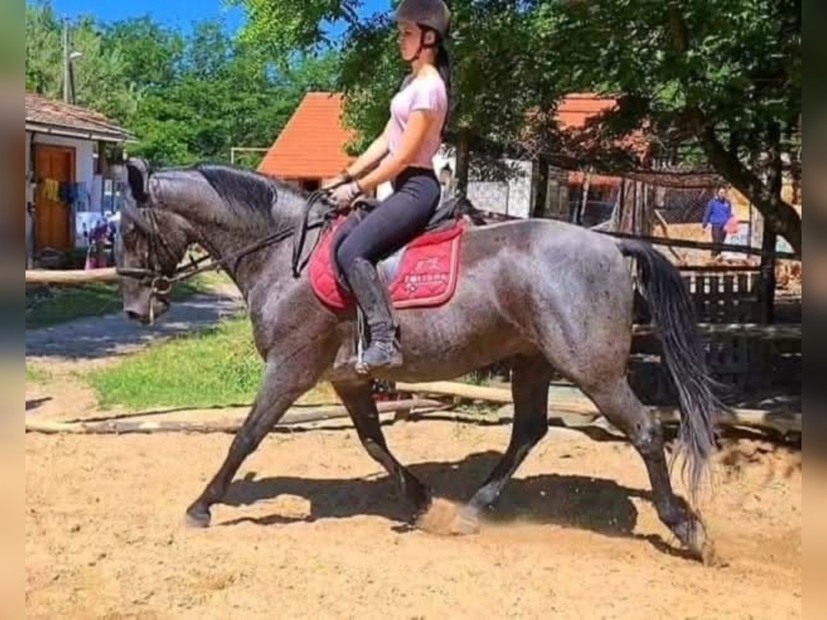 Lipizzaner Wallach 10 Jahre 162 cm Rappschimmel in Nagykata