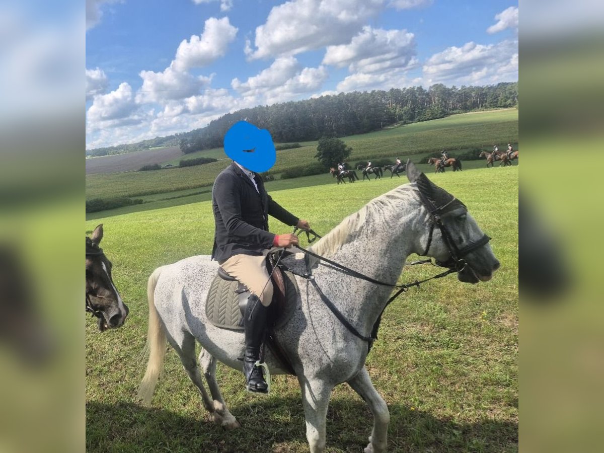 Lipizzaner Wallach 10 Jahre 164 cm Fliegenschimmel in N&#xFC;rnberg