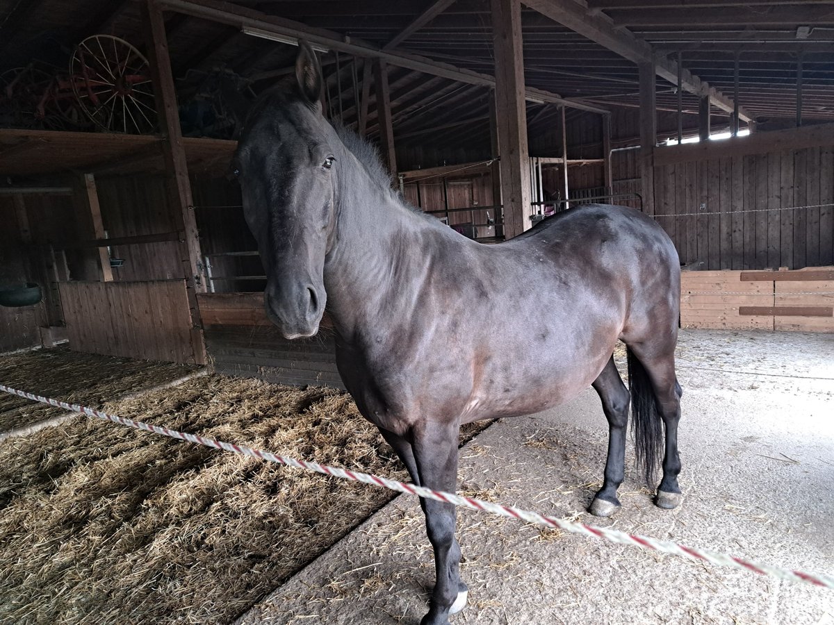 Lipizzaner Mix Wallach 11 Jahre 160 cm Schwarzbrauner in Rieden