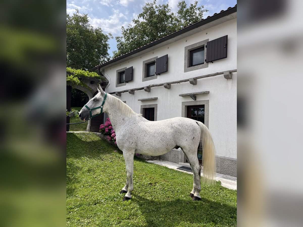 Lipizzaner Wallach 11 Jahre 164 cm White in Sežana