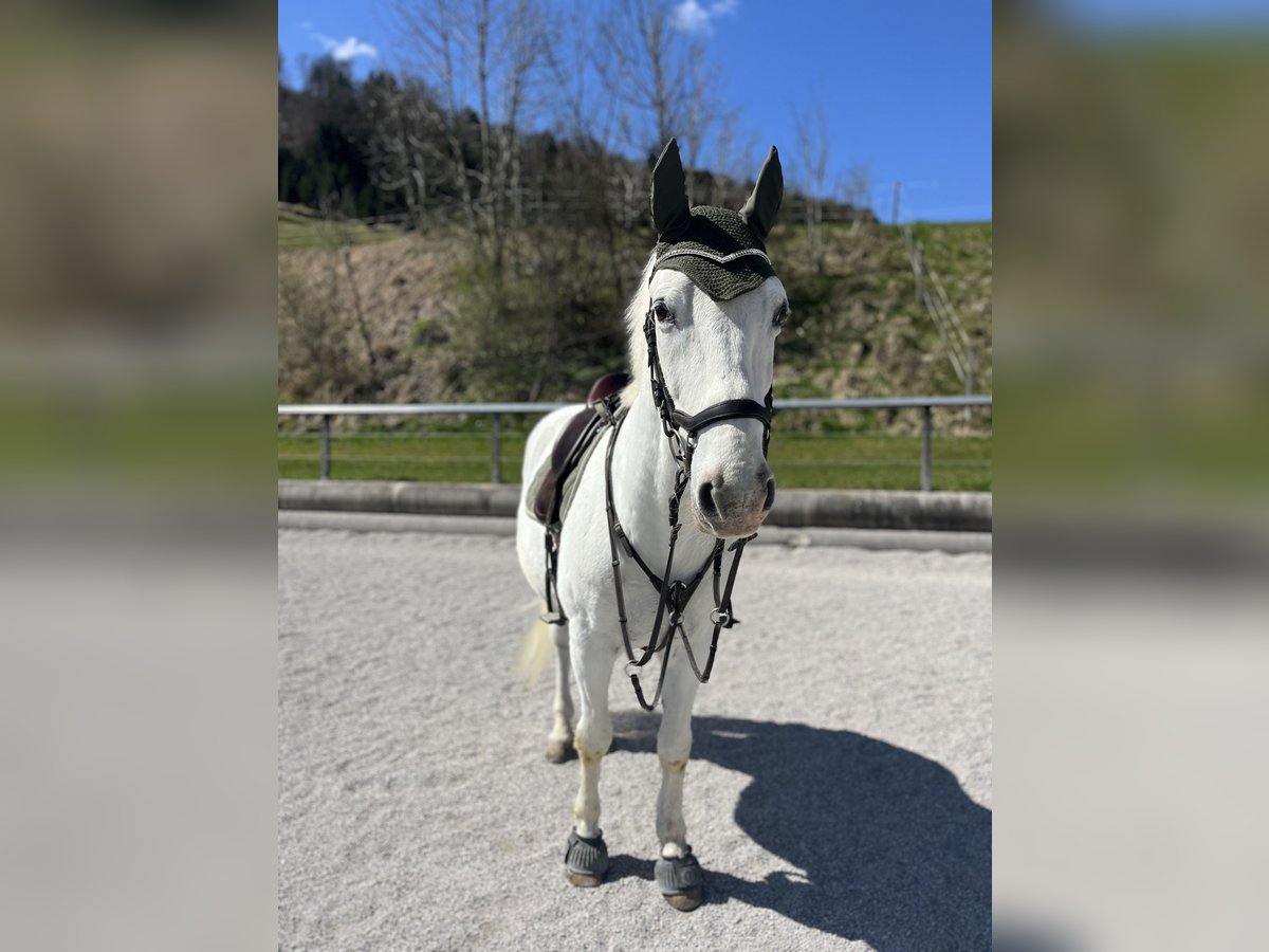 Lipizzaner Wallach 14 Jahre 153 cm Schimmel in Leonstein