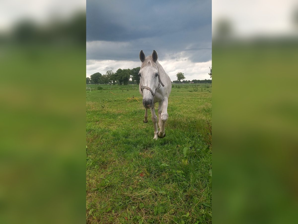 Lipizzaner Mix Wallach 14 Jahre 165 cm Schimmel in Collendoorn