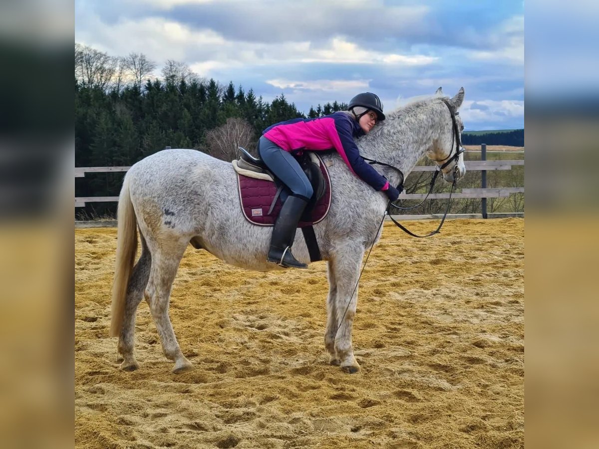 Lipizzaner Mix Wallach 18 Jahre 165 cm Fliegenschimmel in Neustadl an der Donau