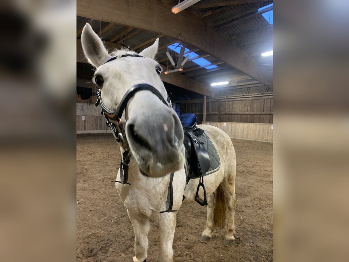 Lipizzaner Mix Wallach 19 Jahre 168 cm Schimmel in Waldfeucht