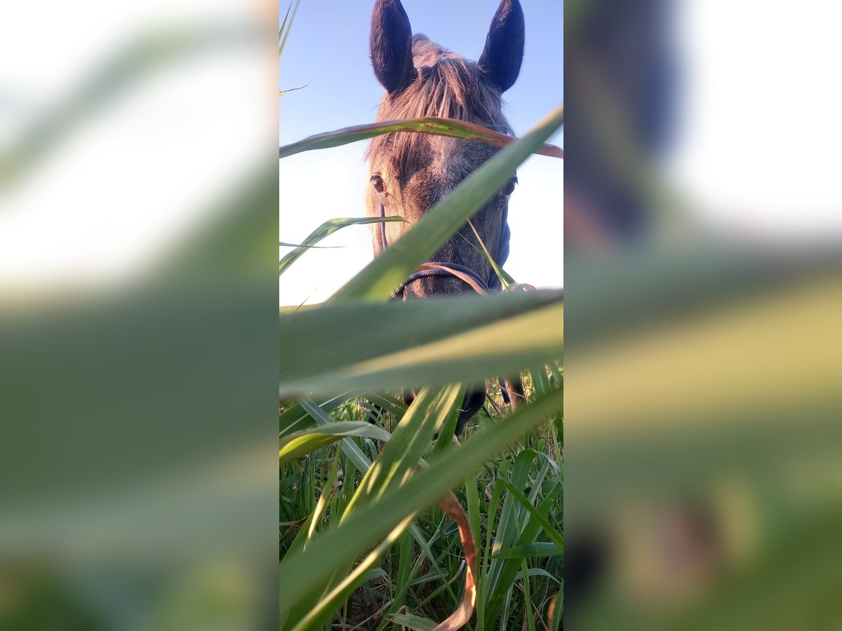 Lipizzaner Wallach 1 Jahr 150 cm Schimmel in Belegis
