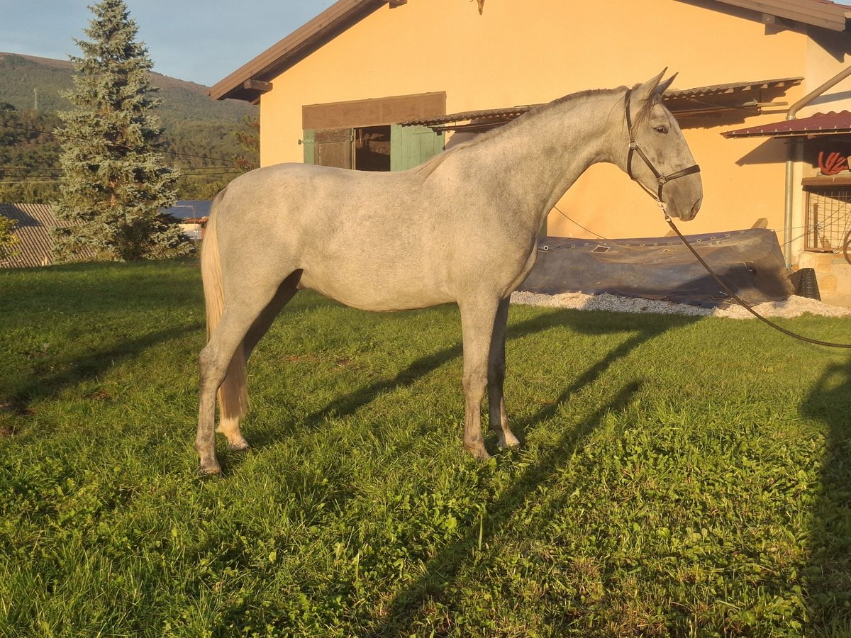 Lipizzaner Wallach 2 Jahre 160 cm Schimmel in Vremisli Britof