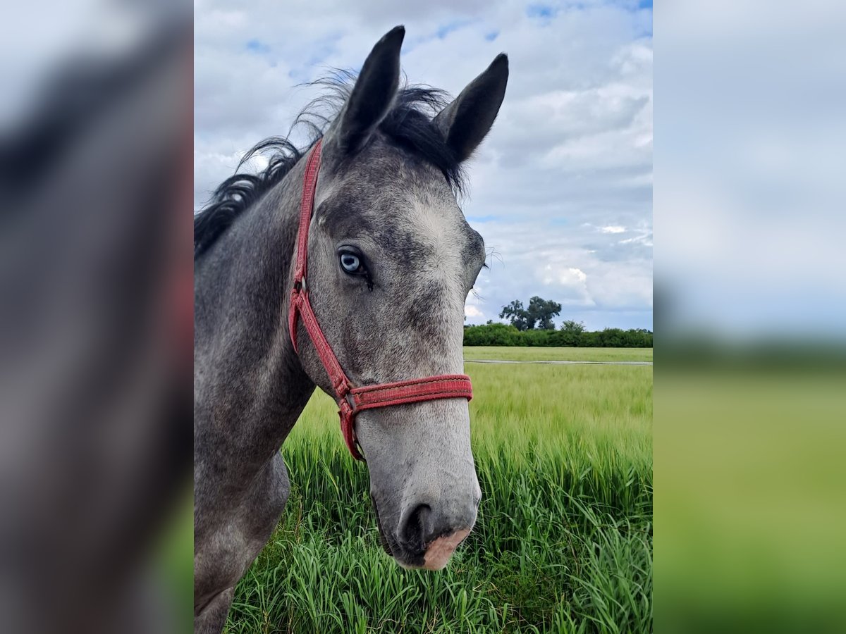 Lipizzaner Wallach 2 Jahre 160 cm Schimmel in Rokovci