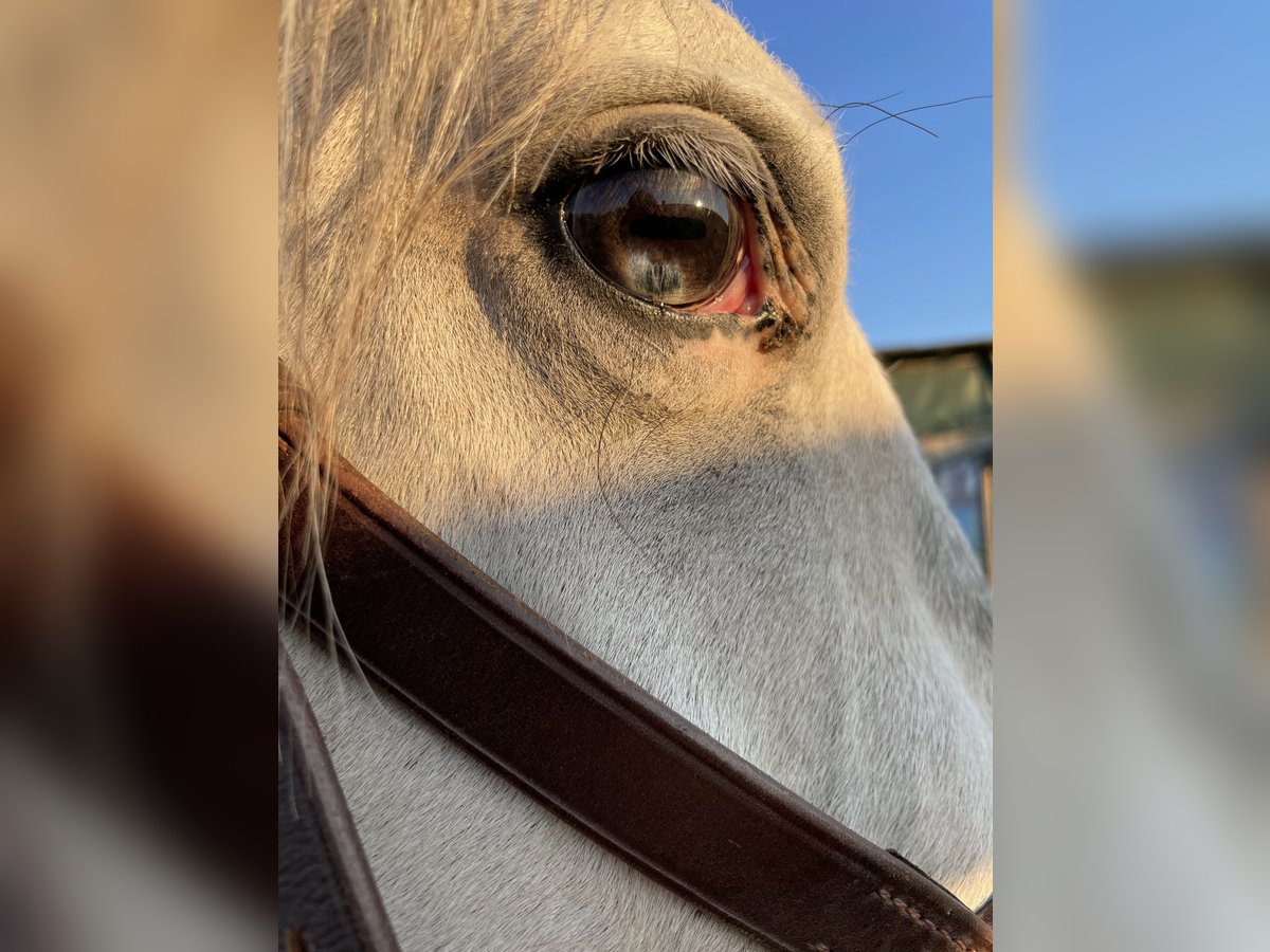 Lipizzaner Mix Wallach 3 Jahre 150 cm in Horn