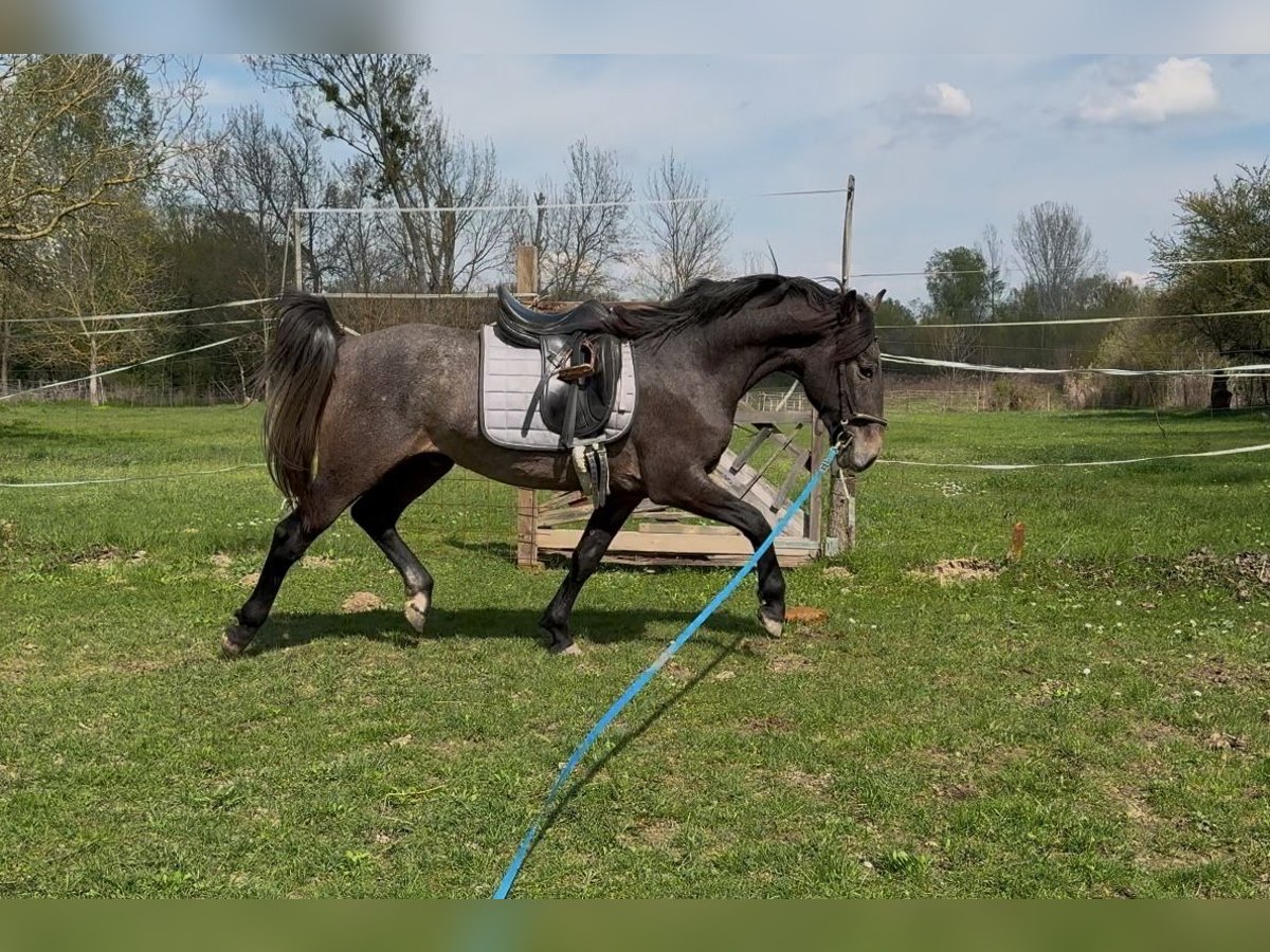 Lipizzaner Wallach 3 Jahre 155 cm Braunfalbschimmel in Oberwart