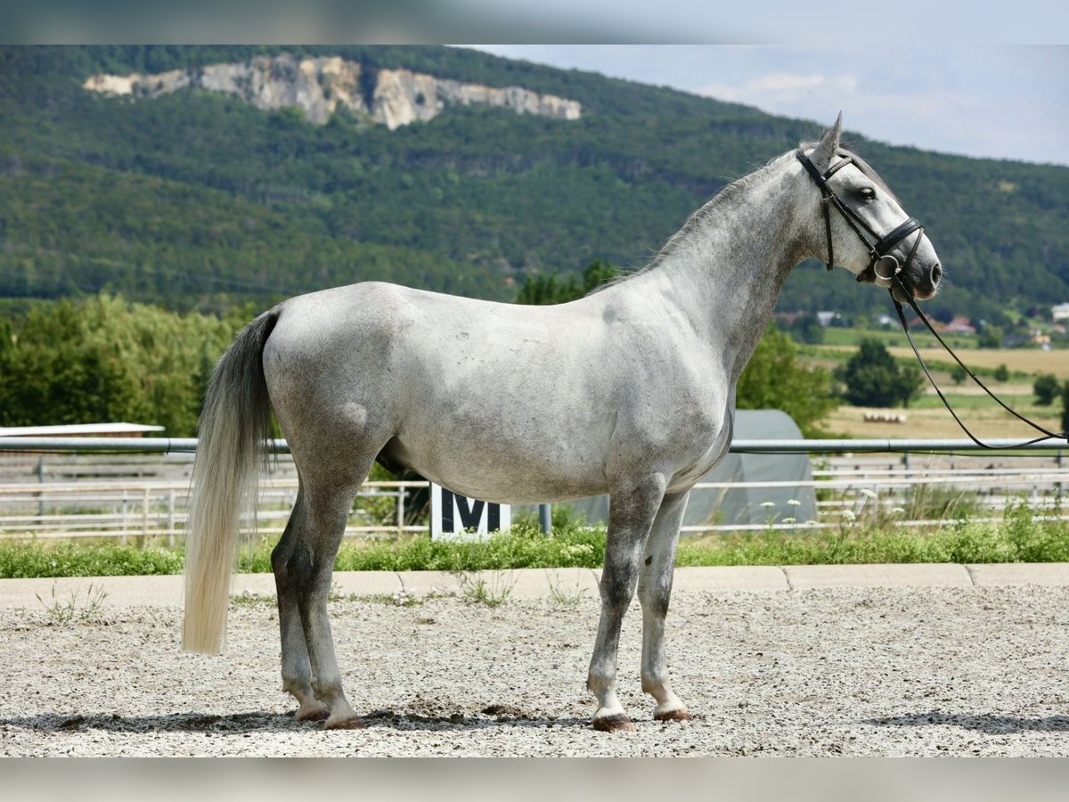Lipizzaner Wallach 4 Jahre 153 cm in Bad V&#xF6;slau