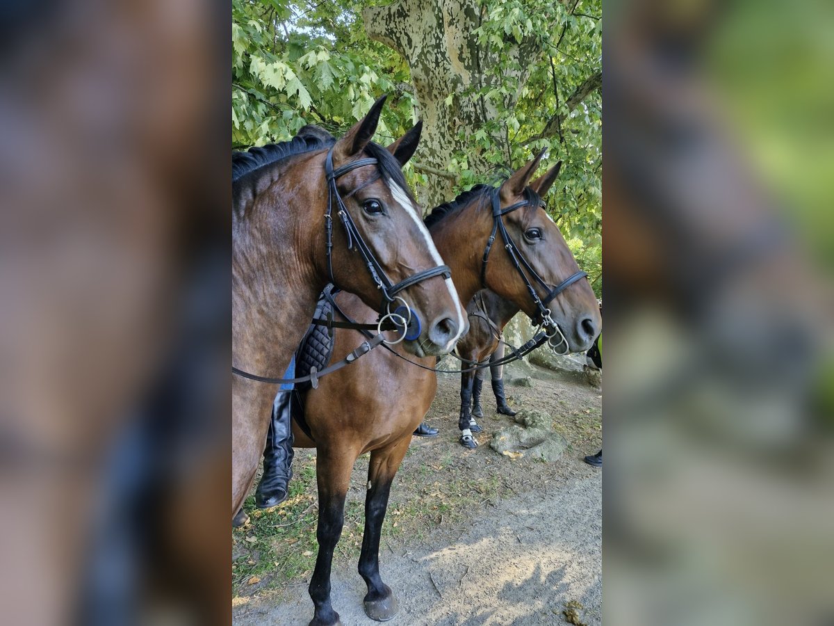 Lipizzaner Wallach 4 Jahre 155 cm Rotbrauner in Osijek, Croatia