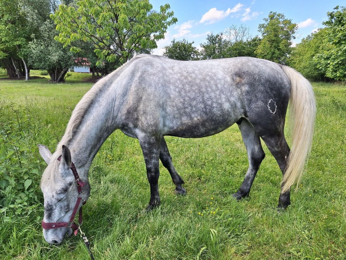 Lipizzaner Wallach 4 Jahre 162 cm Kann Schimmel werden in Palovec, Mala Subotica