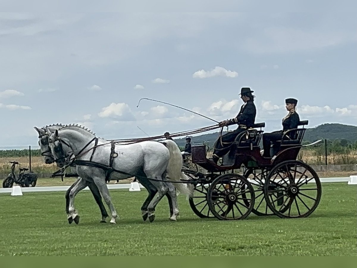 Lipizzaner Wallach 6 Jahre 165 cm Schimmel in Nagykata