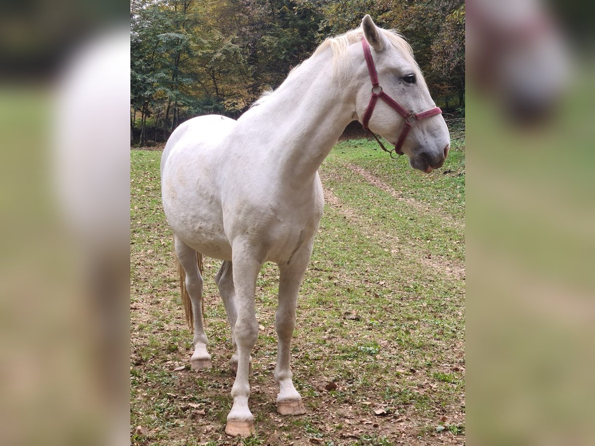 Lipizzaner Wallach 7 Jahre 150 cm Schimmel in Bled