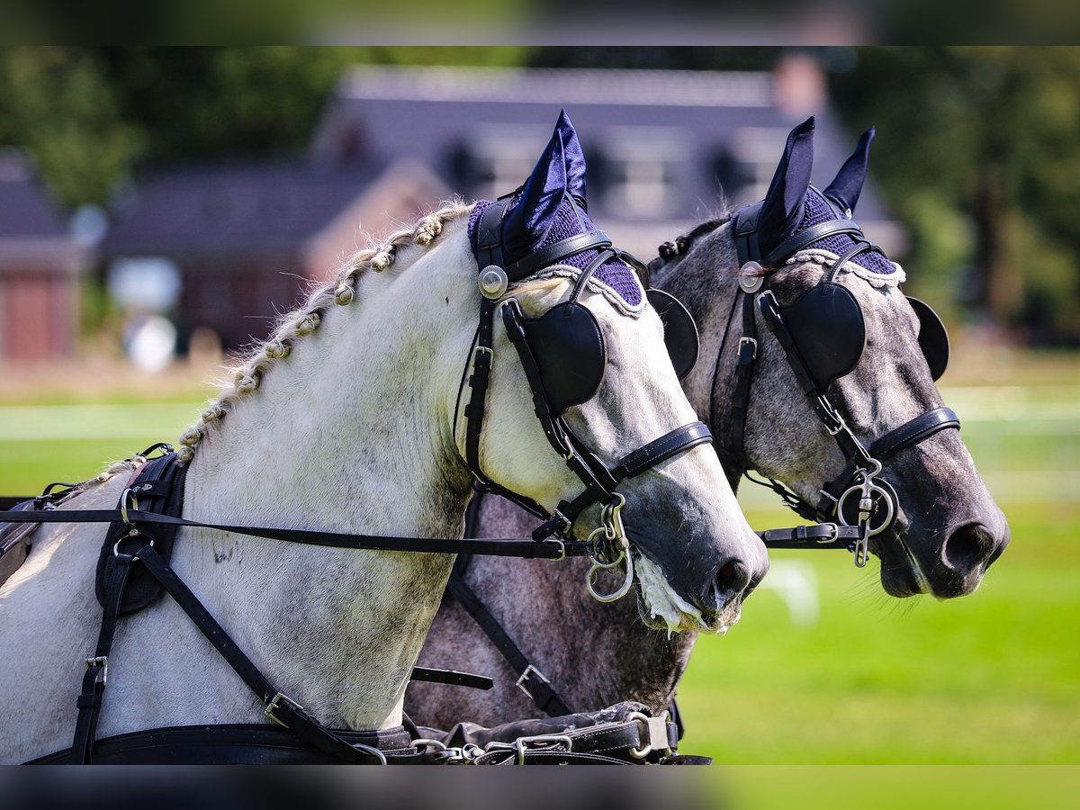 Lipizzaner Wallach 7 Jahre 165 cm in Chaam