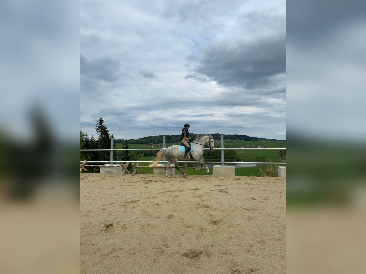 Lipizzaner Wallach 7 Jahre 168 cm Apfelschimmel in Mattsee