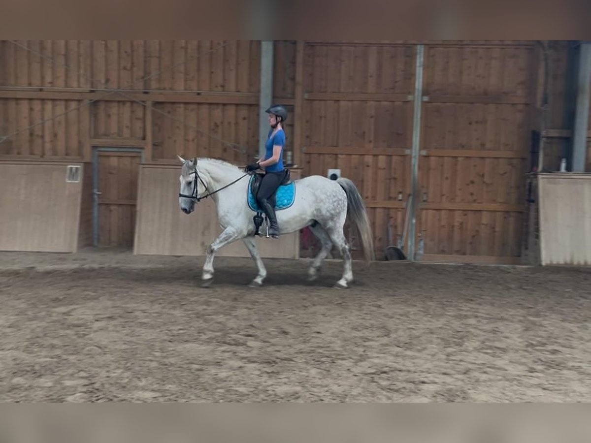 Lipizzaner Mix Wallach 8 Jahre 155 cm Schimmel in Freistadt
