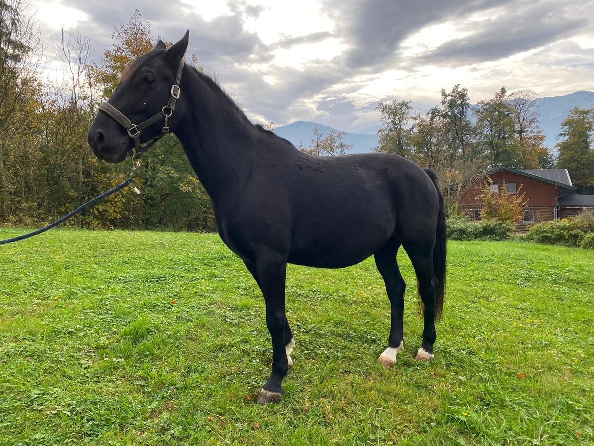 Lipizzaner Wallach 8 Jahre 160 cm Rappe in Krispl